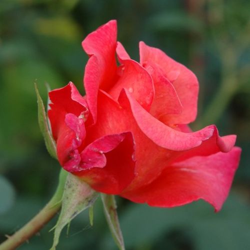 Rosa Sandringham Centenary™ - rózsaszín - Teahibrid virágú - magastörzsű rózsafa- egyenes szárú koronaforma